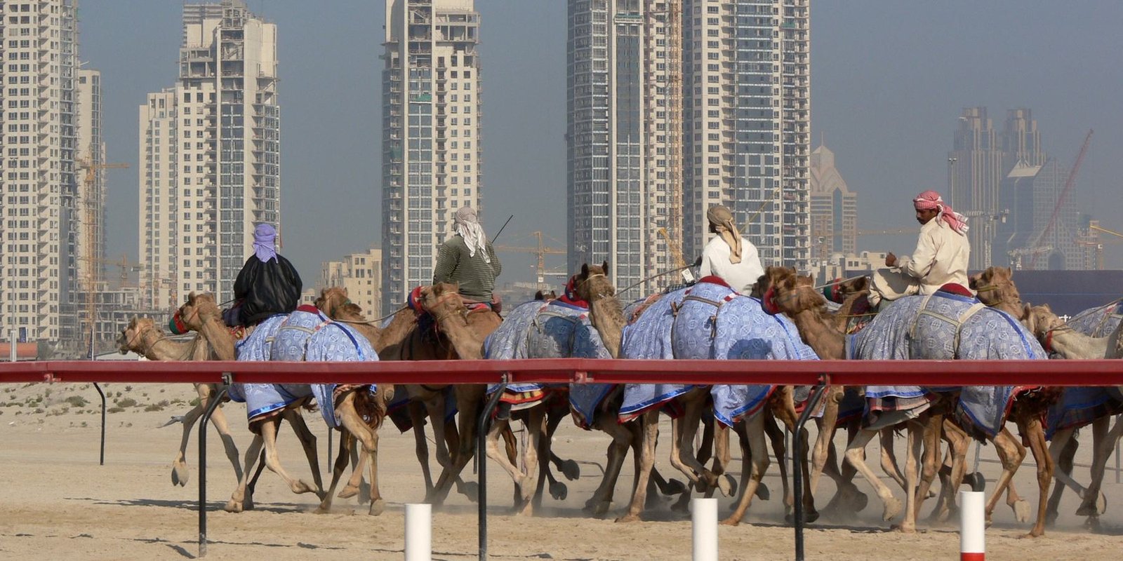Camels racing on a desert track outside Dubai